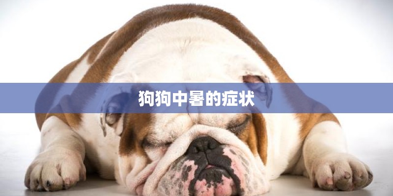 狗狗中暑的症状 狗狗中暑的症状