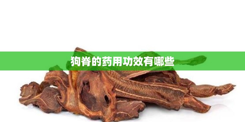 狗脊的药用功效有哪些