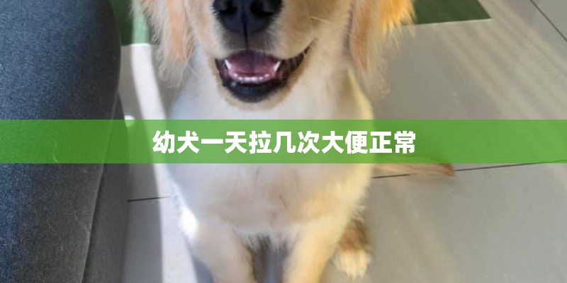 幼犬一天拉几次大便正常