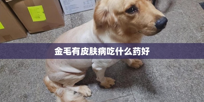金毛有皮肤病吃什么药好
