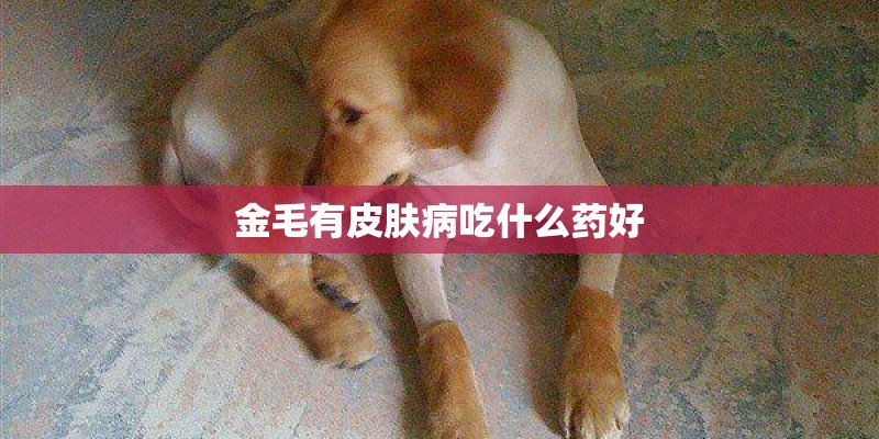 金毛有皮肤病吃什么药好