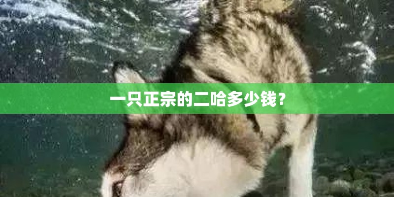 一只正宗的二哈多少钱? 一只正宗的二哈多少钱?