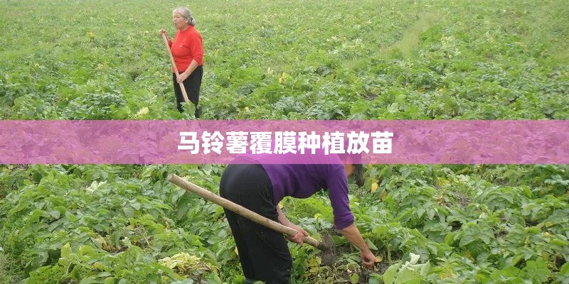 马铃薯覆膜种植放苗