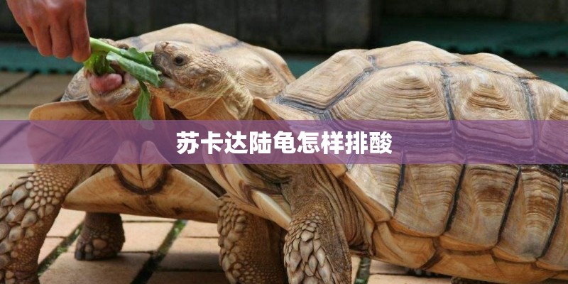 苏卡达陆龟怎样排酸