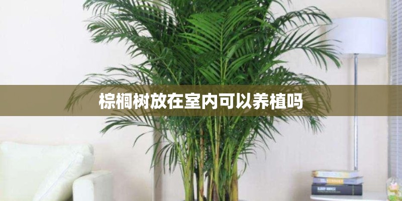棕榈树放在室内可以养植吗