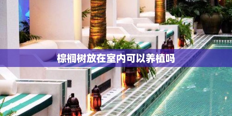棕榈树放在室内可以养植吗
