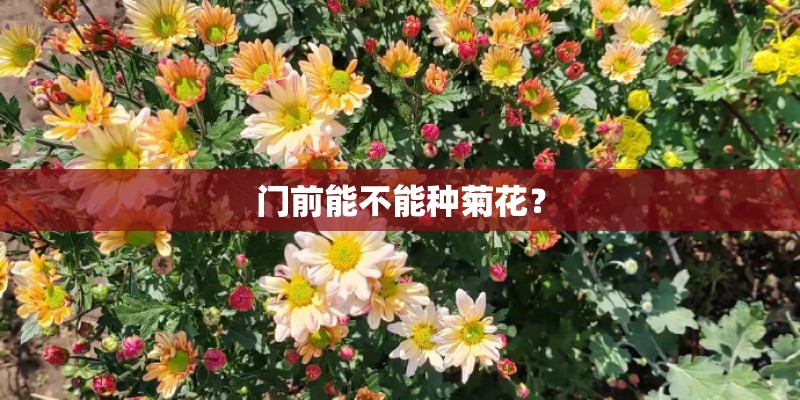 门前能不能种菊花？