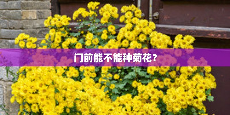 门前能不能种菊花？