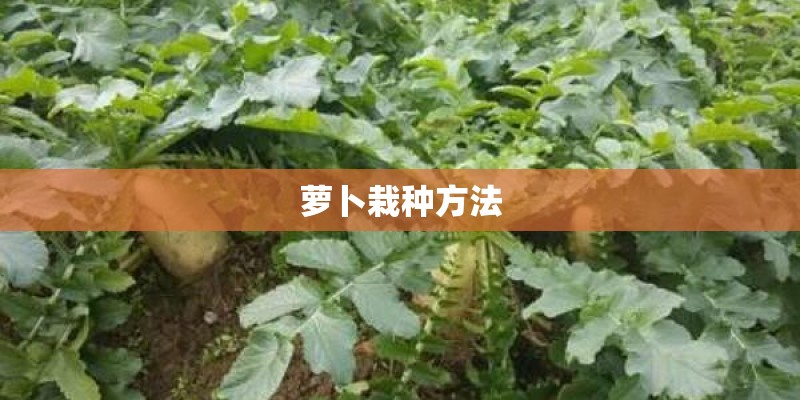 萝卜栽种方法