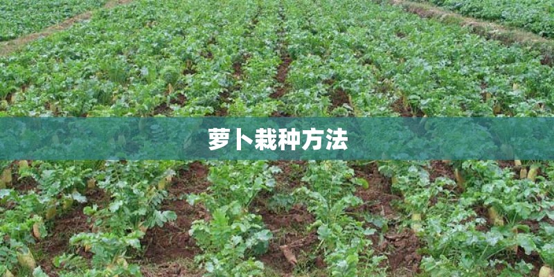 萝卜栽种方法 萝卜栽种方法