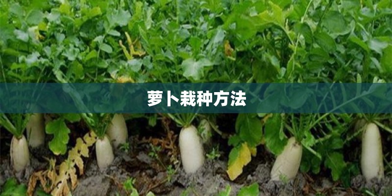 萝卜栽种方法 萝卜栽种方法
