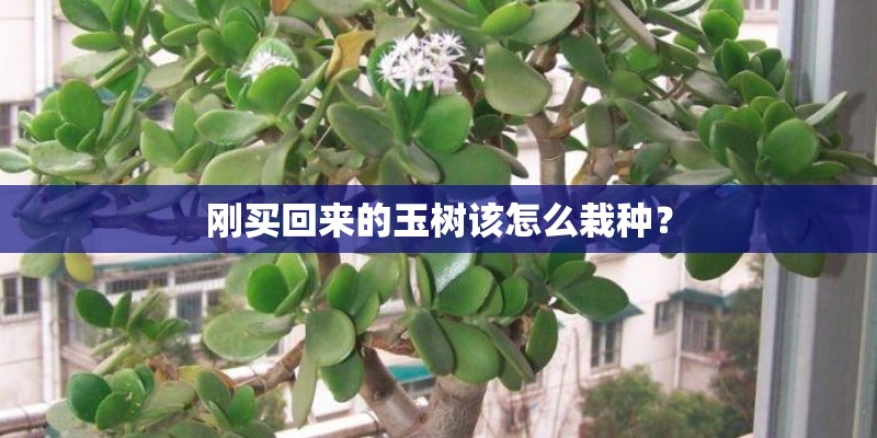 刚买回来的玉树该怎么栽种？