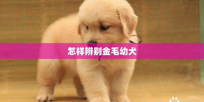 怎样辨别金毛幼犬