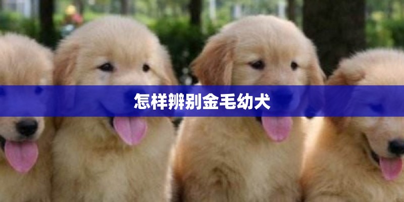 怎样辨别金毛幼犬