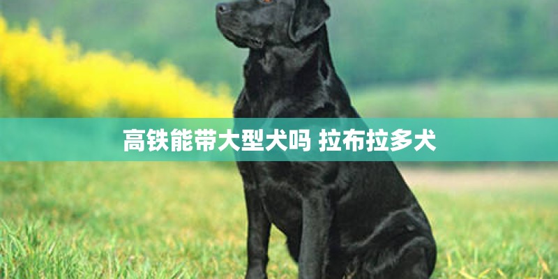 高铁能带大型犬吗 拉布拉多犬
