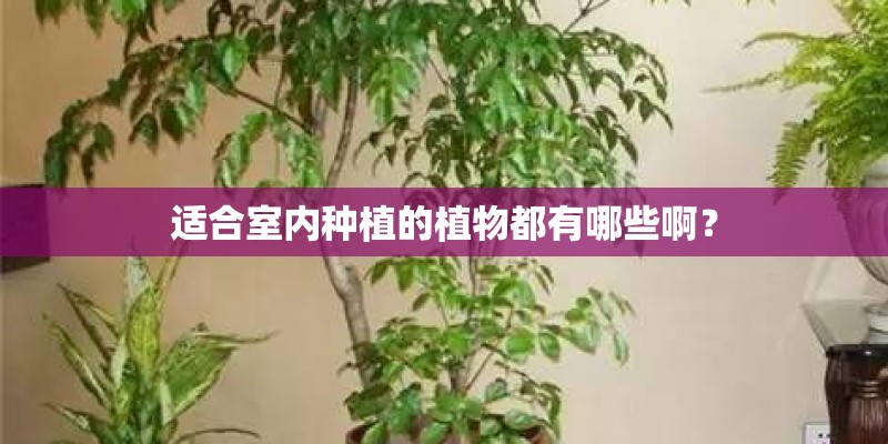 适合室内种植的植物都有哪些啊？