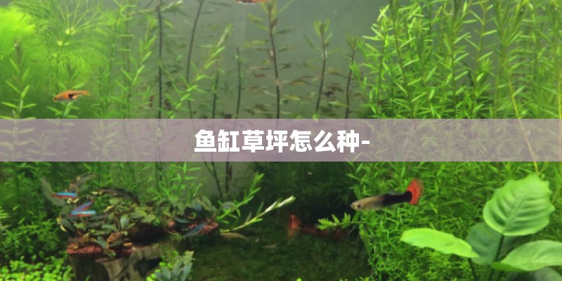 鱼缸草坪怎么种-