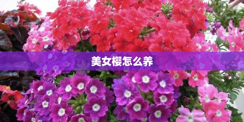 美女樱怎么养