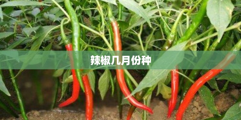 辣椒几月份种