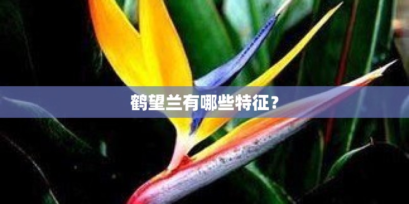 鹤望兰有哪些特征？