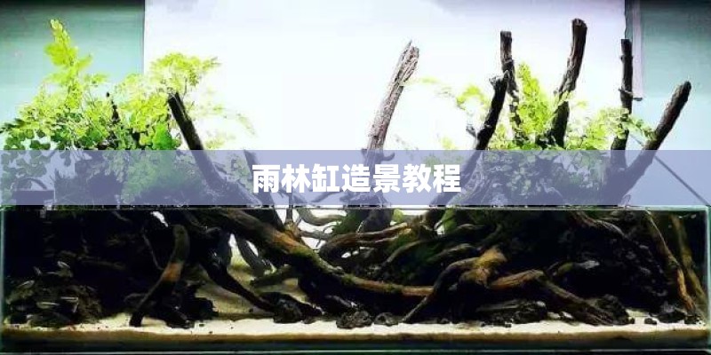 雨林缸造景教程 雨林缸造景教程
