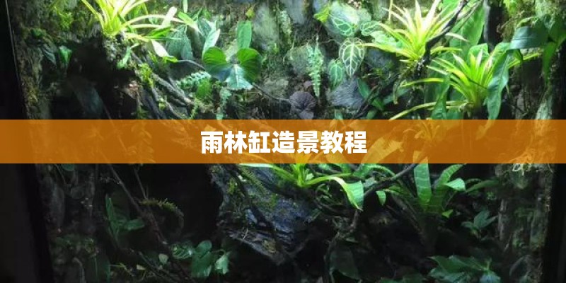 雨林缸造景教程 雨林缸造景教程