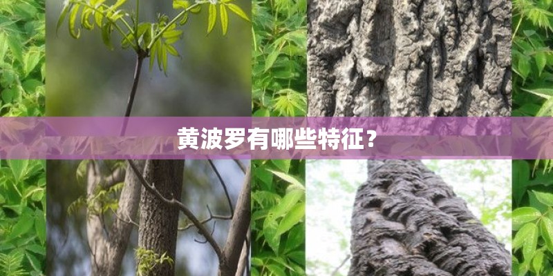 黄波罗有哪些特征？