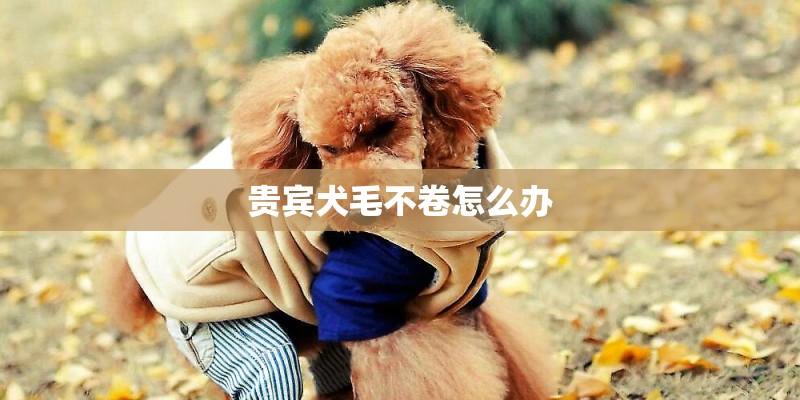 贵宾犬毛不卷怎么办
