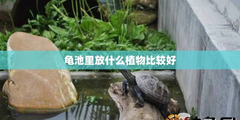 龟池里放什么植物比较好