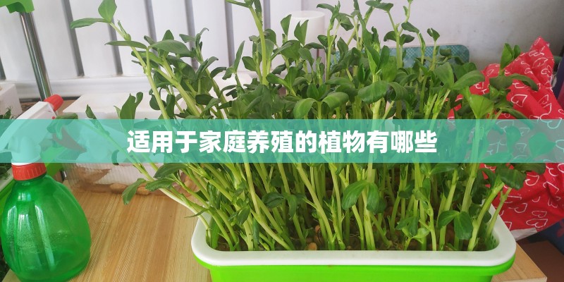 适用于家庭养殖的植物有哪些