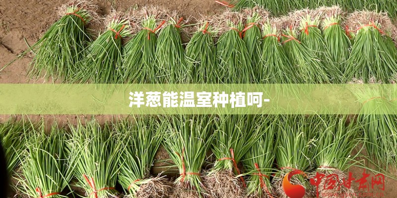 洋葱能温室种植呵- 洋葱能温室种植呵-