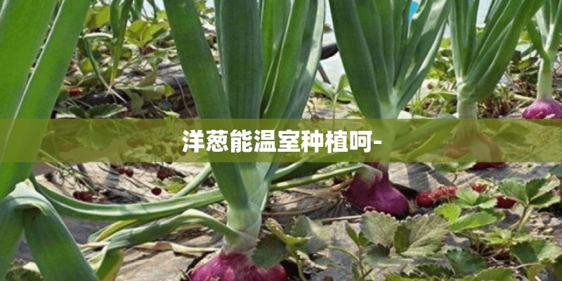 洋葱能温室种植呵- 洋葱能温室种植呵-