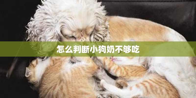 怎么判断小狗奶不够吃 怎么判断小狗奶不够吃