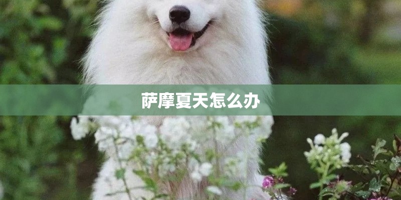 萨摩夏天怎么办
