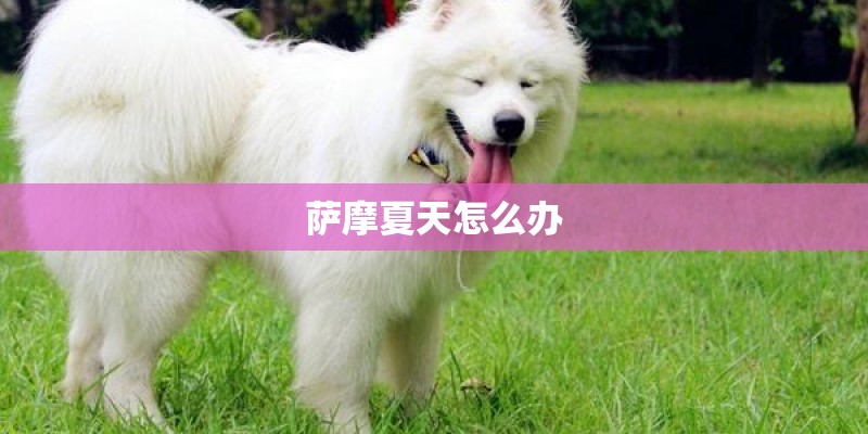 萨摩夏天怎么办