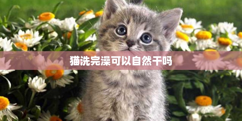 猫洗完澡可以自然干吗