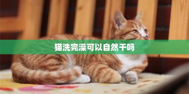 猫洗完澡可以自然干吗