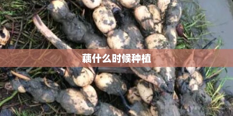 藕什么时候种植 藕什么时候种植