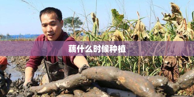 藕什么时候种植 藕什么时候种植