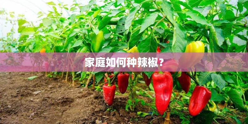 家庭如何种辣椒？