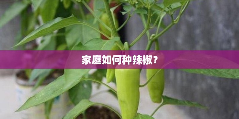 家庭如何种辣椒？