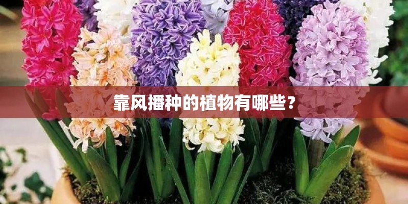 靠风播种的植物有哪些？