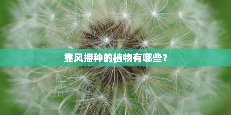 靠风播种的植物有哪些？