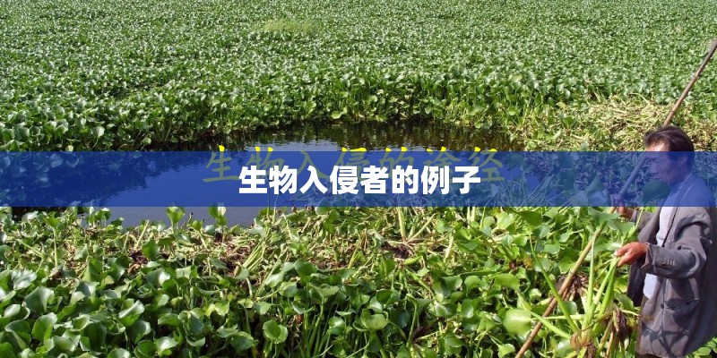 生物入侵者的例子