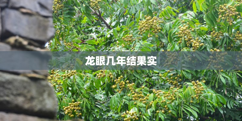 龙眼几年结果实