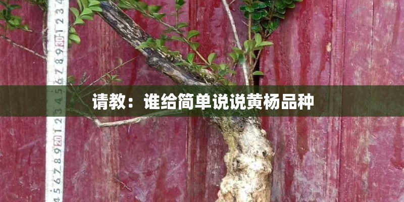 请教：谁给简单说说黄杨品种