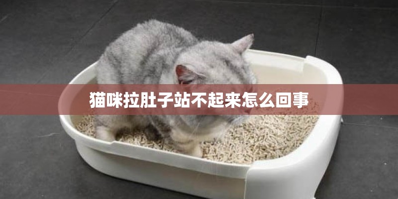 猫咪拉肚子站不起来怎么回事