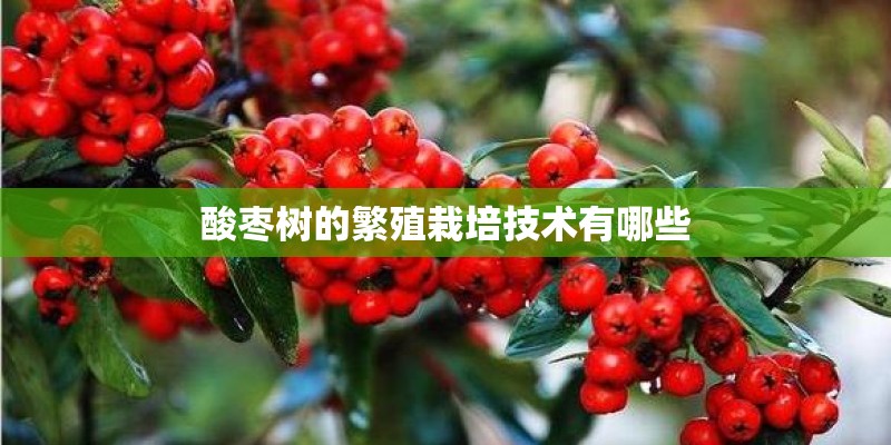 酸枣树的繁殖栽培技术有哪些 酸枣树的繁殖栽培技术有哪些