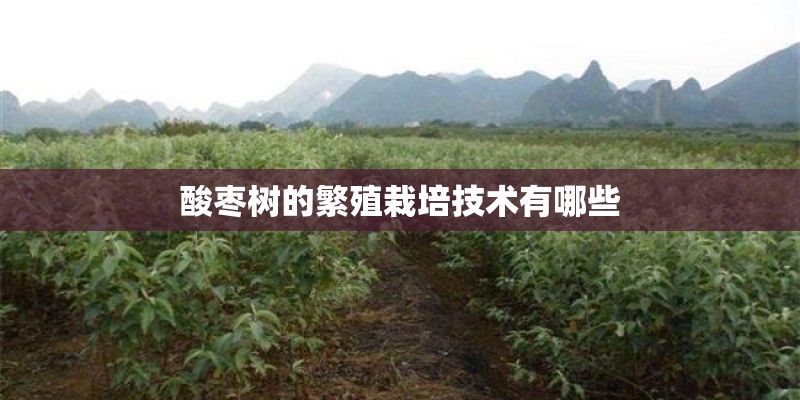 酸枣树的繁殖栽培技术有哪些 酸枣树的繁殖栽培技术有哪些