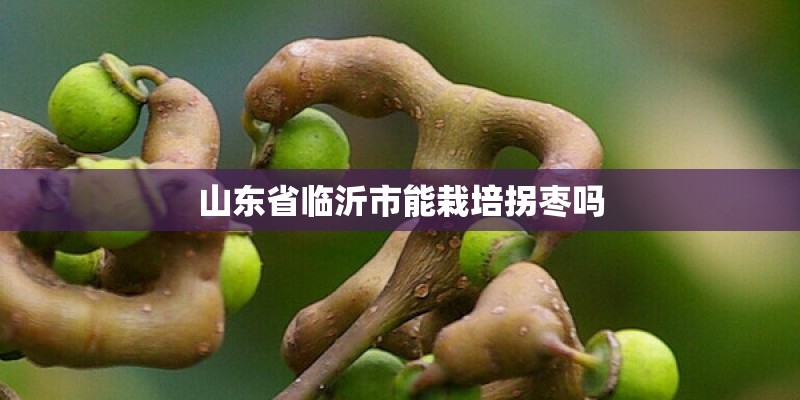 山东省临沂市能栽培拐枣吗